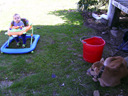 Kenji in a walker going to see the baby cow.