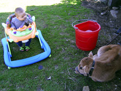 Kenji in his walker getting closer to Mooser the cow.