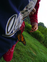 Butterfly on mommy's belly.