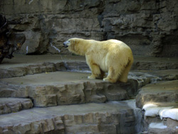 Polar bear