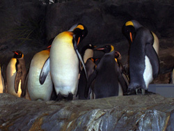 Penguins