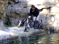 Zoo staff feeds the penguins fish.