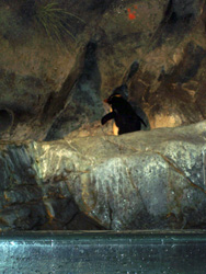 Lone penguin standing against a wall.