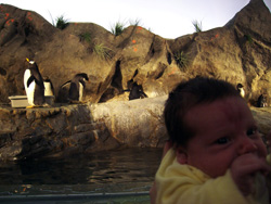 Kenji in front of the penguin exhibit.